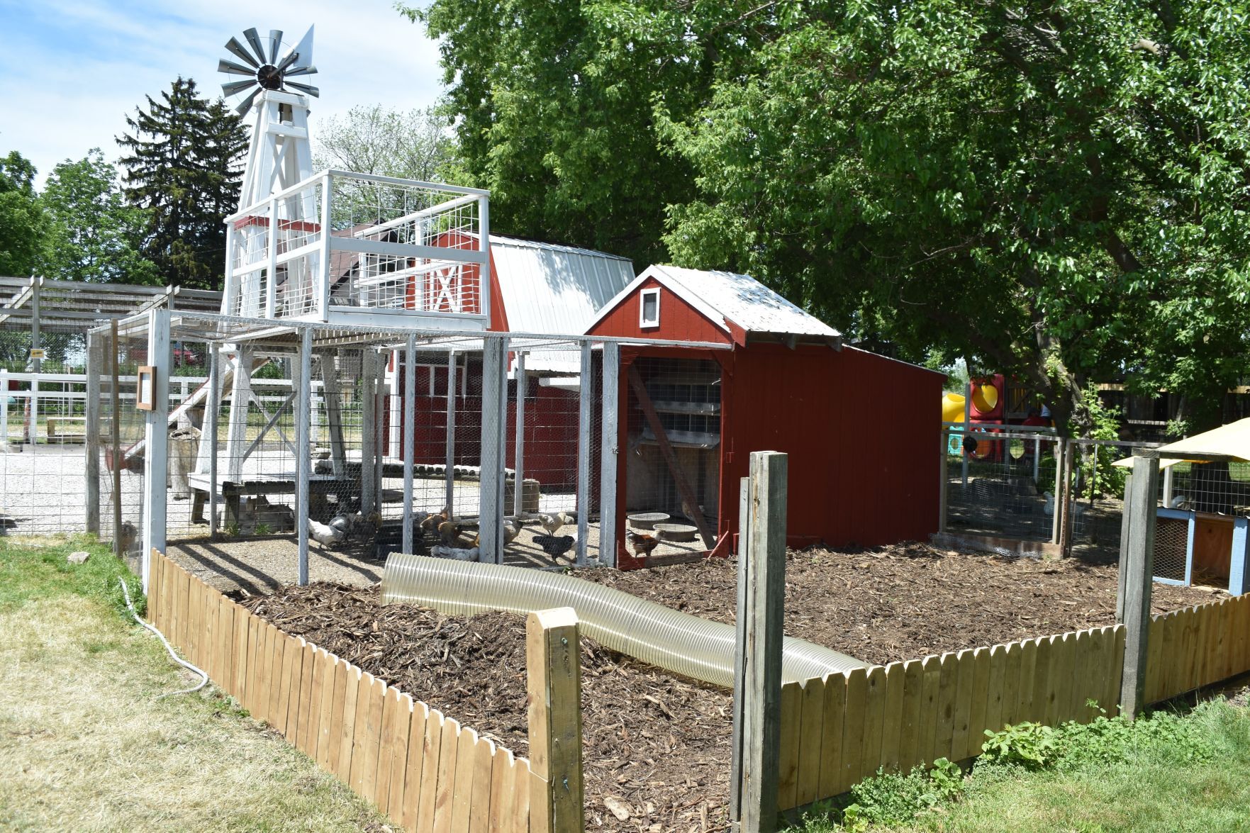 Chicken coop, future guinea pig exhibit